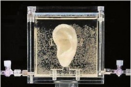 3D打印重现梵高左耳（图文教程）