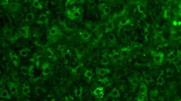 英国科学家在3D打印干细胞技术上获得突破（图文教程）,英国科学家在3D打印干细胞技术上获得突破,第3张