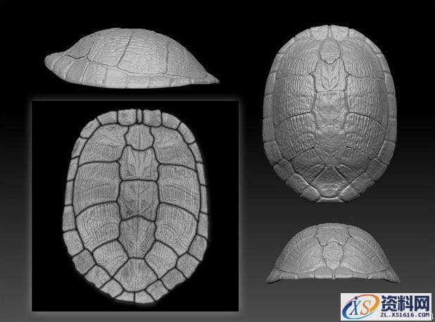 3dMax制作幽默海龟(图文教程),3dMax制作幽默海龟,设计,一般,这个,第14张