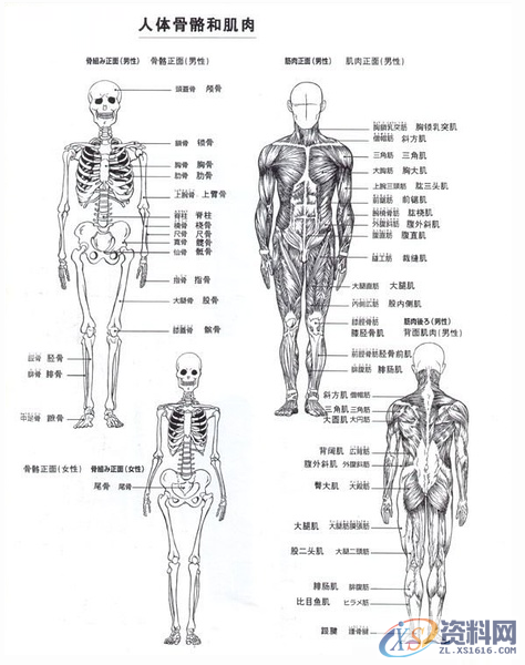 ZBrush人体比例及肌肉骨骼介绍,ZBrush肌肉骨骼,设计,产品,结构,第2张